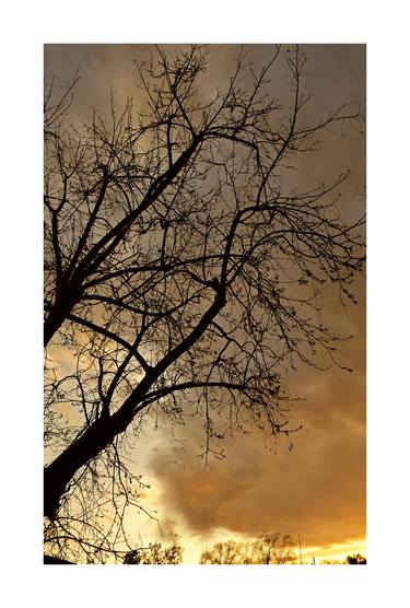 Original Abstract Expressionism Botanic Photography by Rick Brodey