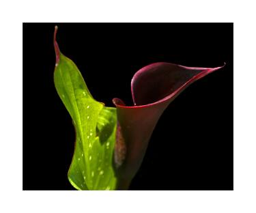 Original Botanic Photography by Rick Brodey