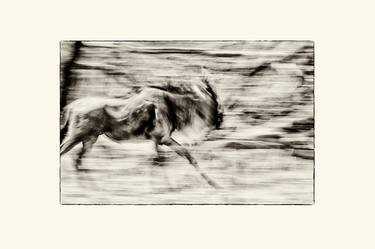 Original Abstract Animal Photography by Maximilian Weinzierl