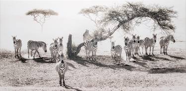 Zebras gathering under the acacia - Limited Edition 1 of 9 thumb