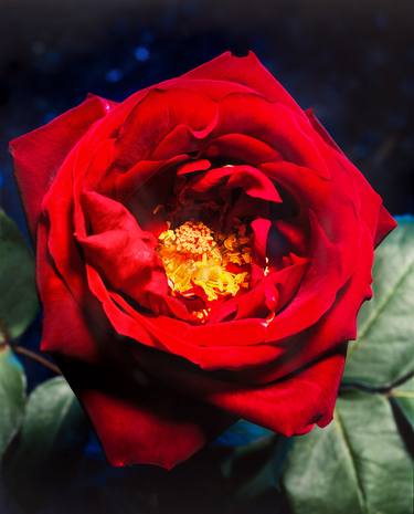 A rose is a rose - CIBACHROME  - Limited Edition 1 of 1 thumb