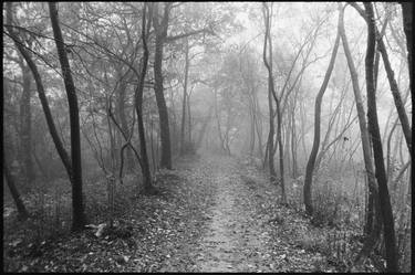 Trees on a foggy morning. Italy, 2022. BW film photograph. thumb