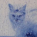 cat by Virgilio Raposo