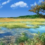 Marsh Scene 5 by Richard Fillebrown