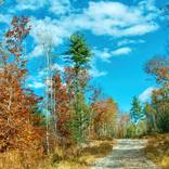Old Country Road 1 by Richard Fillebrown