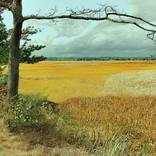 Marsh Tree by Richard Fillebrown