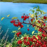 Red Berries by Richard Fillebrown