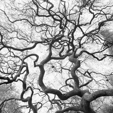 Wormholes in a Tree  -  selenium toned, gelatin silver print - Limited Edition 3 of 25 thumb