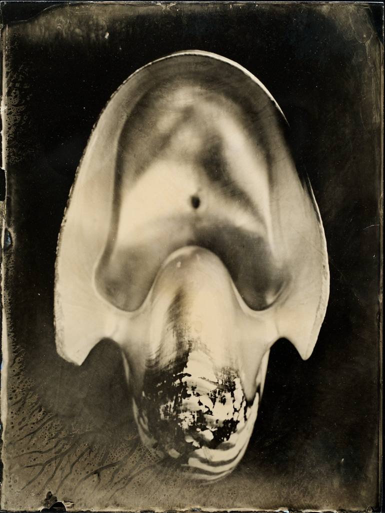 Nautilus shell Original edition Photography by Michele Pero