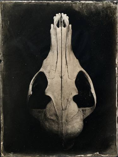 Fox skull above ambrotype - Original edition thumb