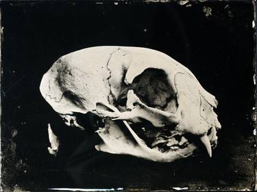 Cat skull sideview ambrotype - Original edition thumb