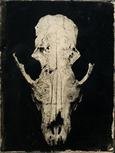 Wolf skull chewed ambrotype - Original edition thumb