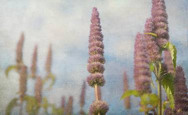 Original Fine Art Floral Digital by Simon Antony Wilson