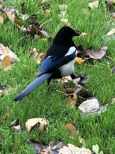 Magpie in Vondel's Park - Limited Edition 1 of 1 thumb