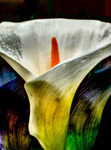 Original Fine Art Floral Photography by Iris Raynaud