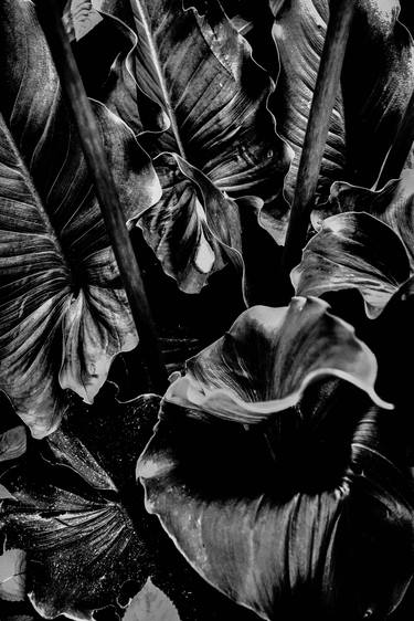 Original Documentary Botanic Photography by Iris Raynaud