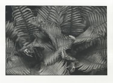 Print of Figurative Botanic Photography by Kostyantyn Smolyaninov