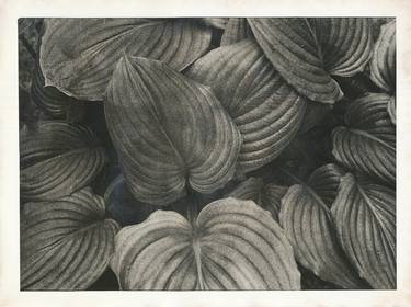 Still Life Lith Print - Limited Edition of 10 thumb
