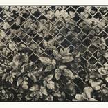 Plant Lith Print - Limited Edition of 10 by Kostyantyn Smolyaninov