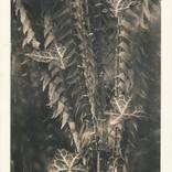 Plant Lith Print - Limited Edition of 10 by Kostyantyn Smolyaninov
