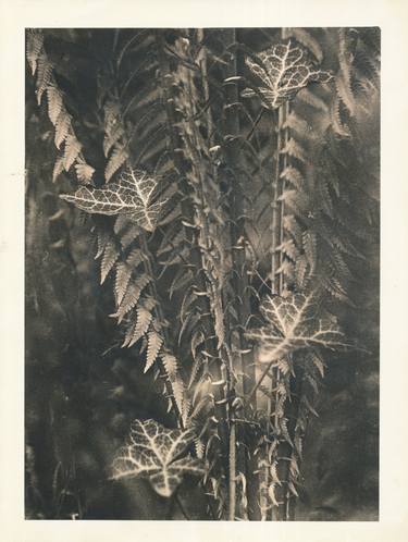Plant Lith Print - Limited Edition of 10 thumb