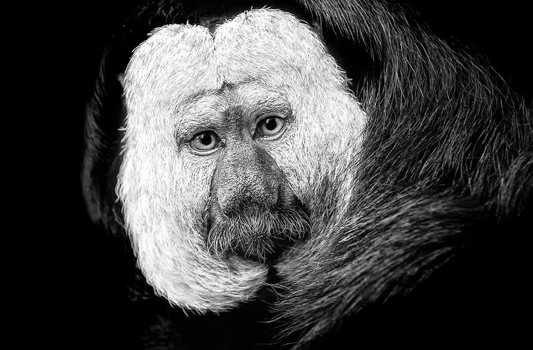 Original Other Animal Photography by Steffen Freiling