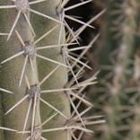 Spikes - Limited Edition 1 of 10 by Zach Montz