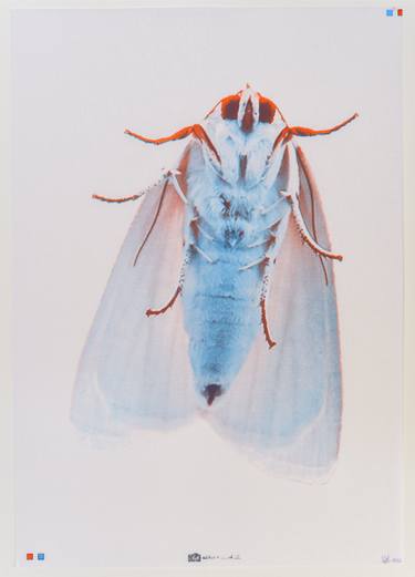Albino Moth thumb