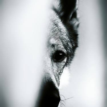 Original Portraiture Animal Photography by Jana Ces