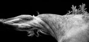 Print of Abstract Horse Photography by Erin Gilmore