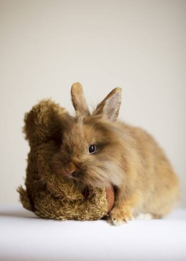 Bunny with Teddy Bear - Limited Edition of 5 thumb