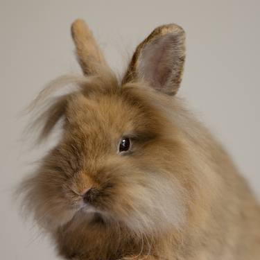 Portrait of a Bunny - Limited Edition of 5 thumb
