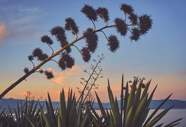 Print of Fine Art Nature Photography by Fabrizio Fadda ScimanSky