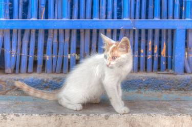 Print of Portraiture Cats Photography by Christopher William Adach