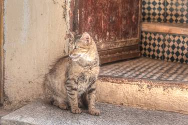 Print of Portraiture Cats Photography by Christopher William Adach