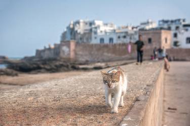 Print of Portraiture Cats Photography by Christopher William Adach