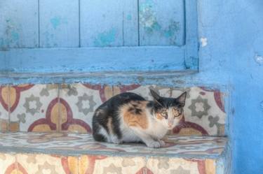 Original Portraiture Cats Photography by Christopher William Adach