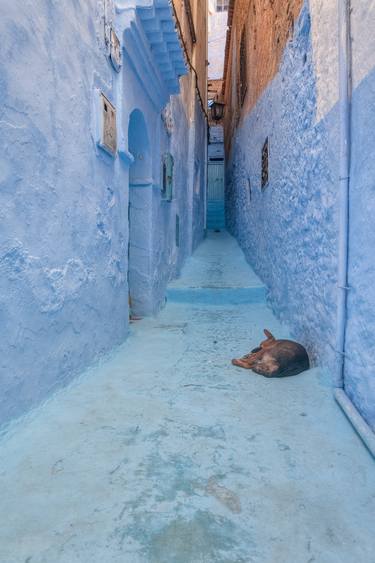 Original Portraiture Dogs Photography by Christopher William Adach