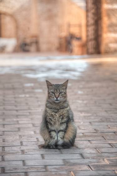 Original Portraiture Cats Photography by Christopher William Adach