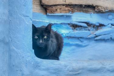 Original Portraiture Cats Photography by Christopher William Adach