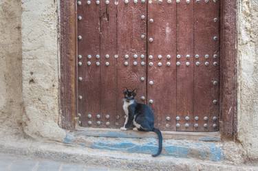 Original Portraiture Cats Photography by Christopher William Adach