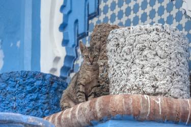 Original Portraiture Cats Photography by Christopher William Adach