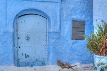 Original Portraiture Cats Photography by Christopher William Adach