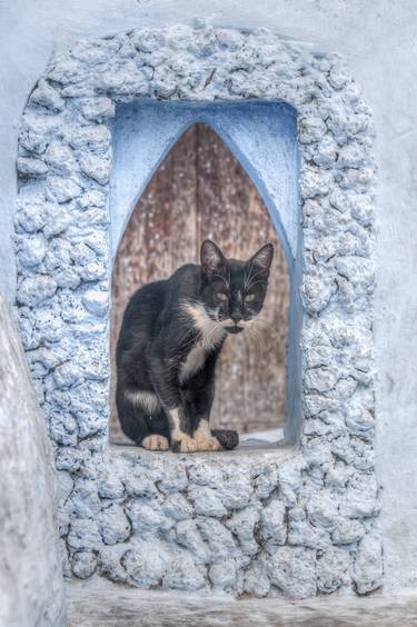 Original Portraiture Cats Photography by Christopher William Adach