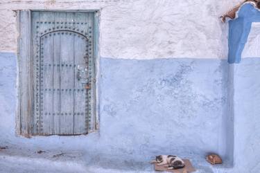 Original Portraiture Cats Photography by Christopher William Adach