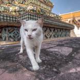 Collection Cats