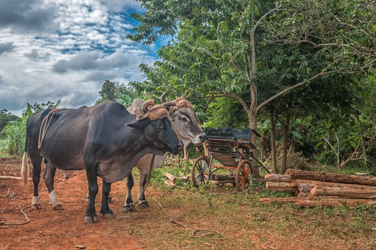 Original Animal Photography by Christopher William Adach | Documentary Art on Paper | On the farm... - Limited Edition 1 of 15