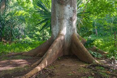 Print of Realism Tree Photography by Christopher William Adach