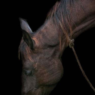 Print of Realism Animal Photography by Christopher William Adach