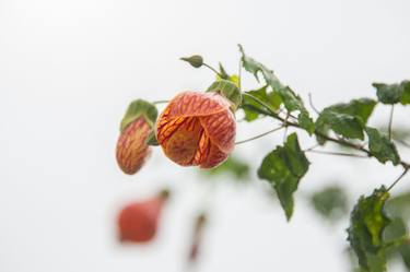 Print of Modern Floral Photography by Christopher William Adach